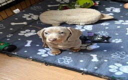Miniature Dachshund dogs for sale: Ready now ♥️ kc miniature dachshunds  - Image 2