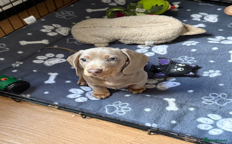 Miniature Dachshund dogs - Advert 3