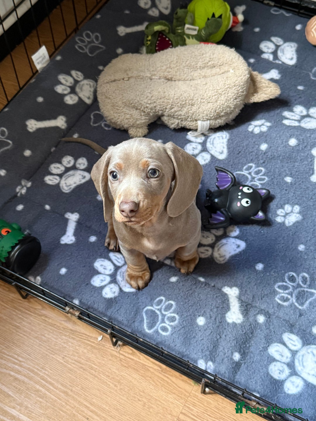 Miniature Dachshund dogs for sale: Ready now ♥️ kc miniature dachshunds  - Image 2