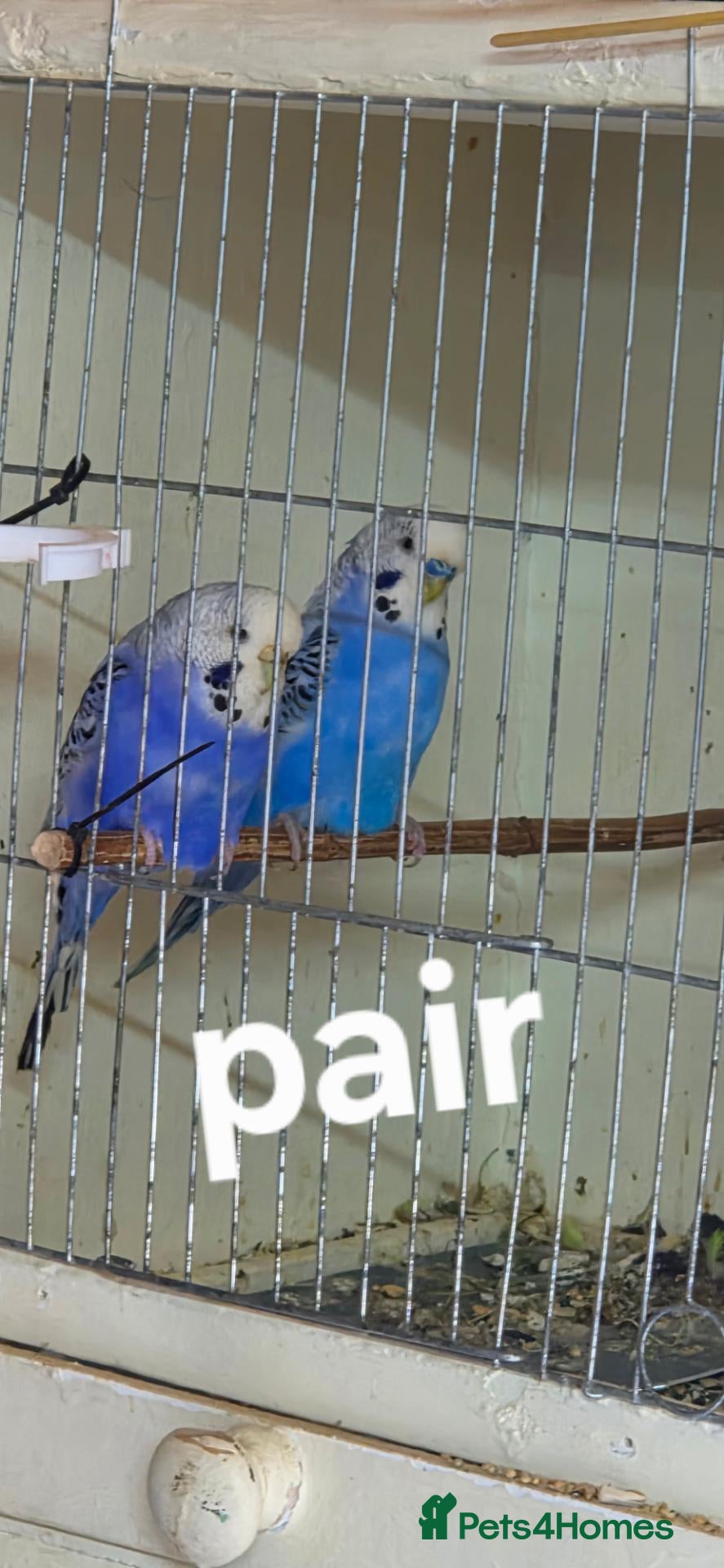 Budgerigars birds Budgies single and Pair for Sale – 1 Year Old  - Advert 13