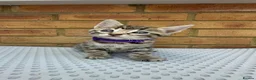 Bengal cats for sale: Bengal kittens  - Advert 10