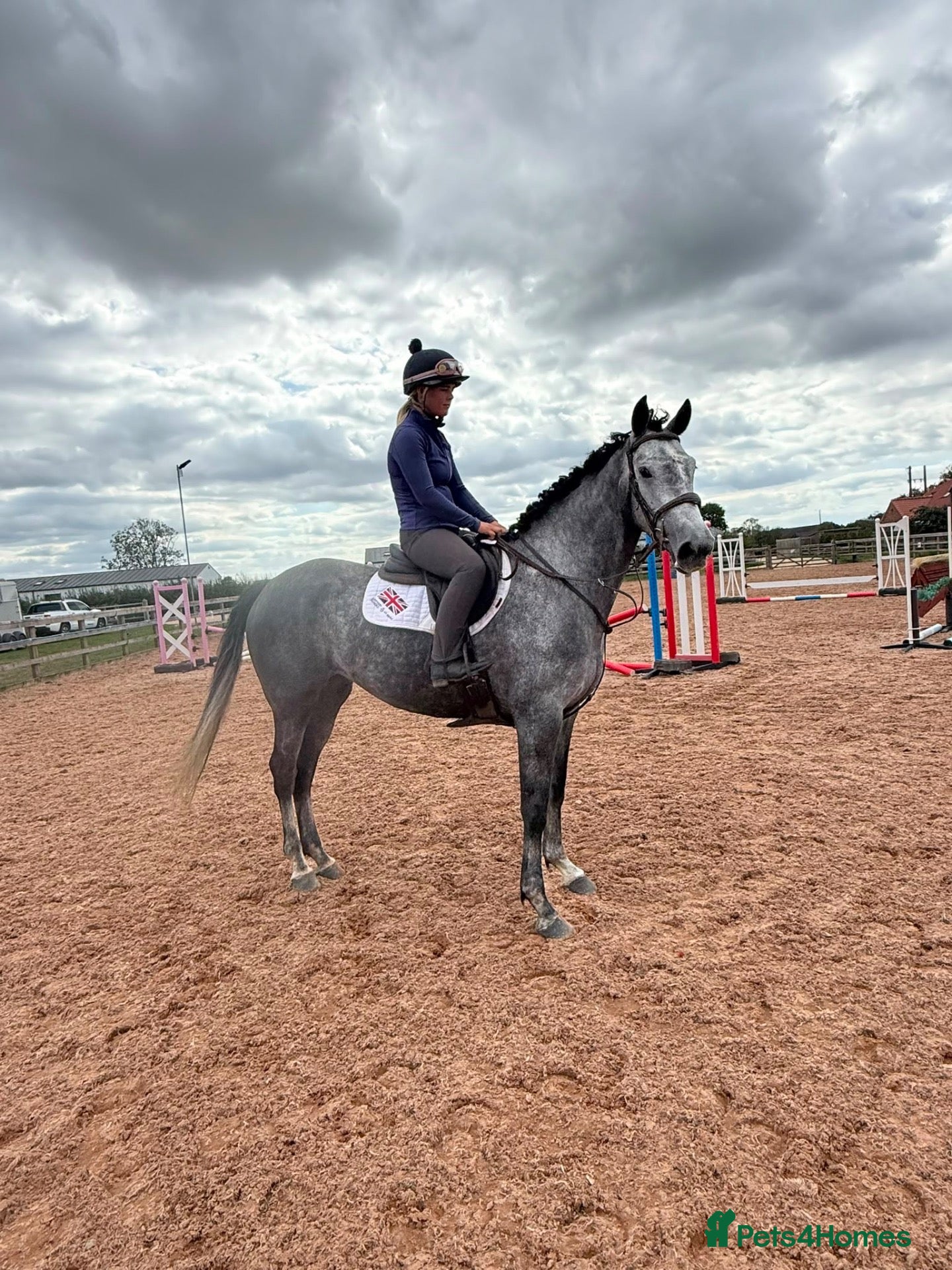Irish Sports horses Silver – 16hh, 5-Year-Old Steel Grey Mare - Advert 6