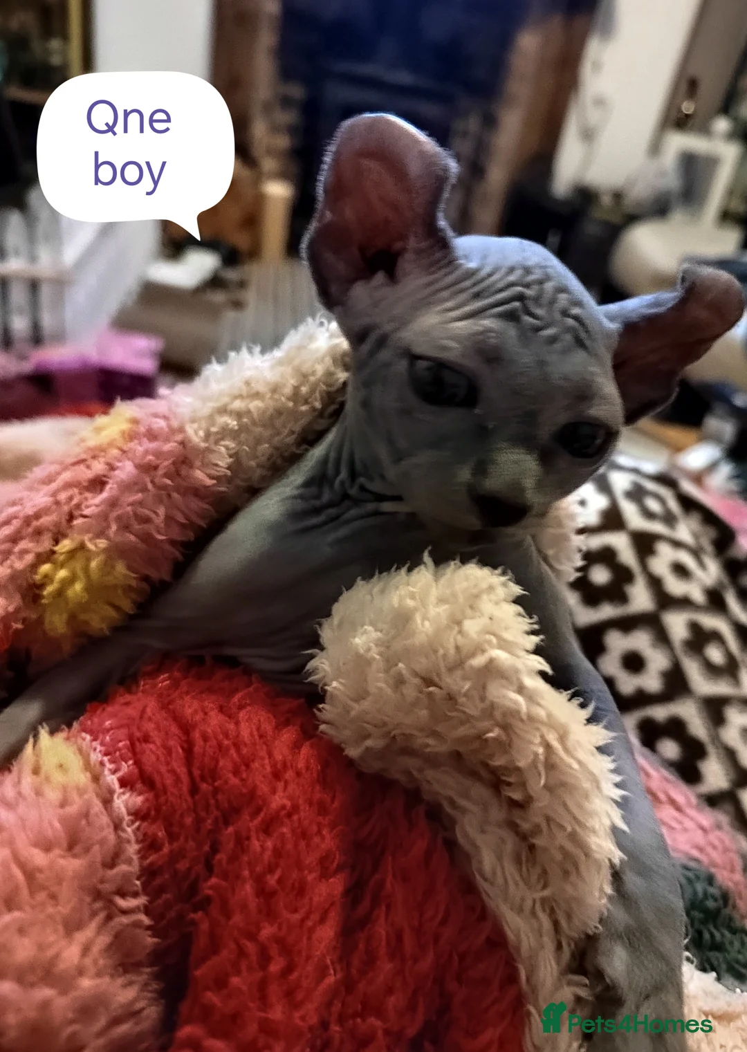 Sphynx cats for sale: Pair of Silver-Blue Elf Sphynx  - Advert 12