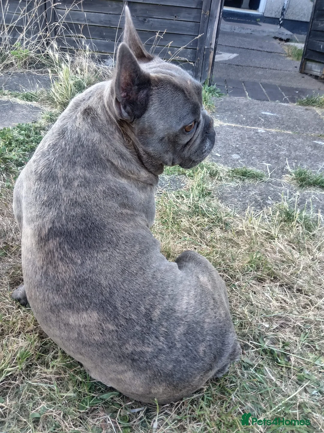 French Bulldog dogs for stud: Fit and healthy blue brindle frenchie  in Cardiff - Advert 2