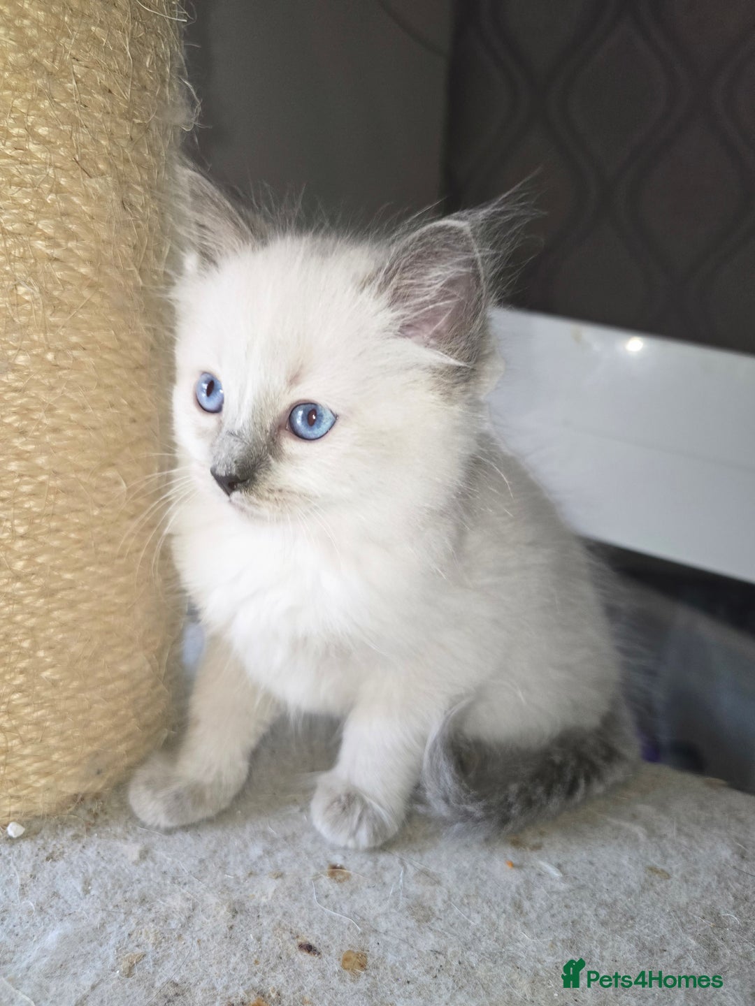 Ragdoll cats for sale: 3 beautiful girls left - Image 11