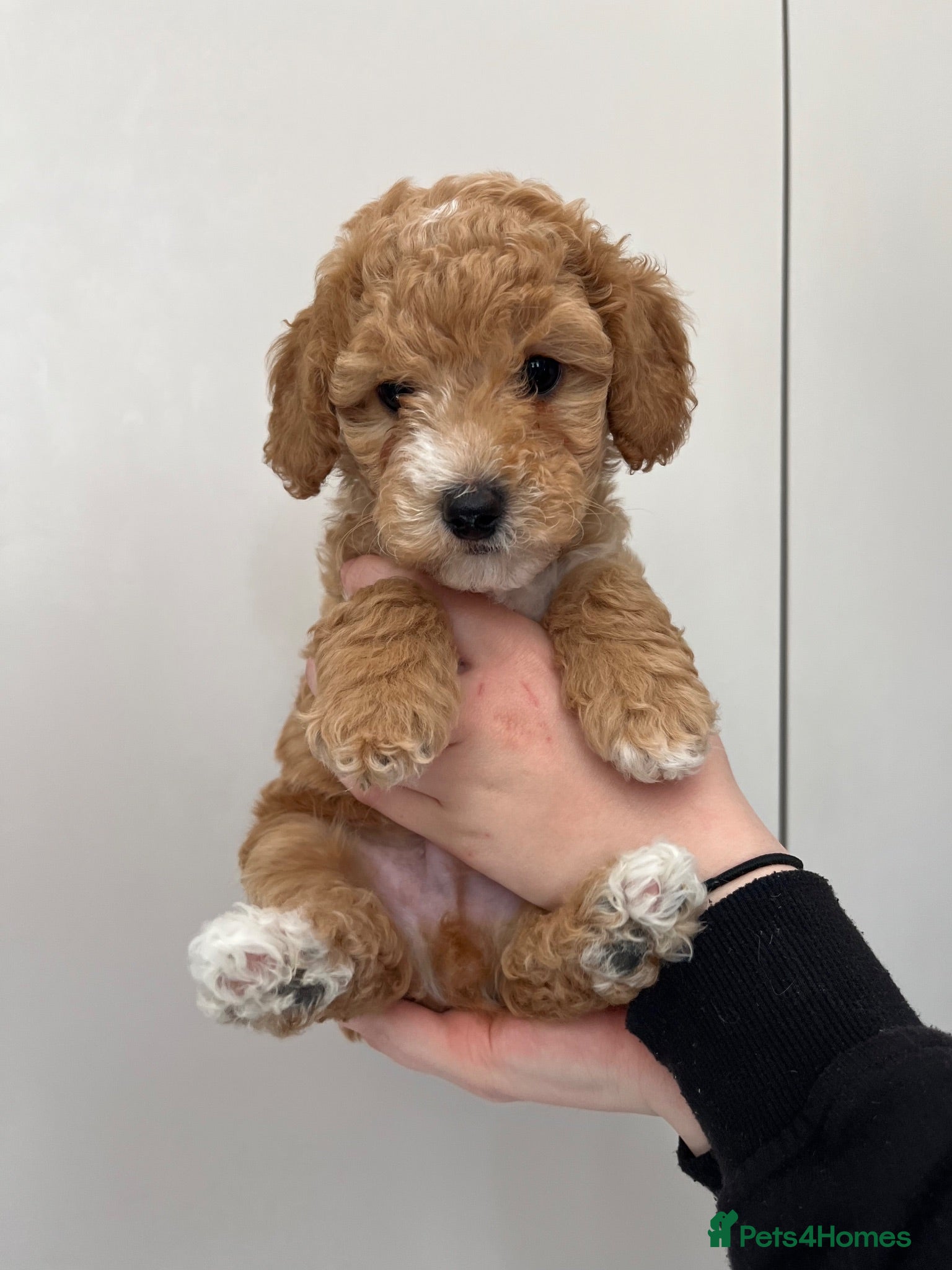 Cavapoochon dogs Cavapoochon puppies **ready now** - Advert 1