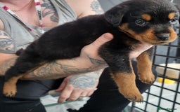 Rottweiler dogs for sale: Stunning rottweiler puppies  - Image 7
