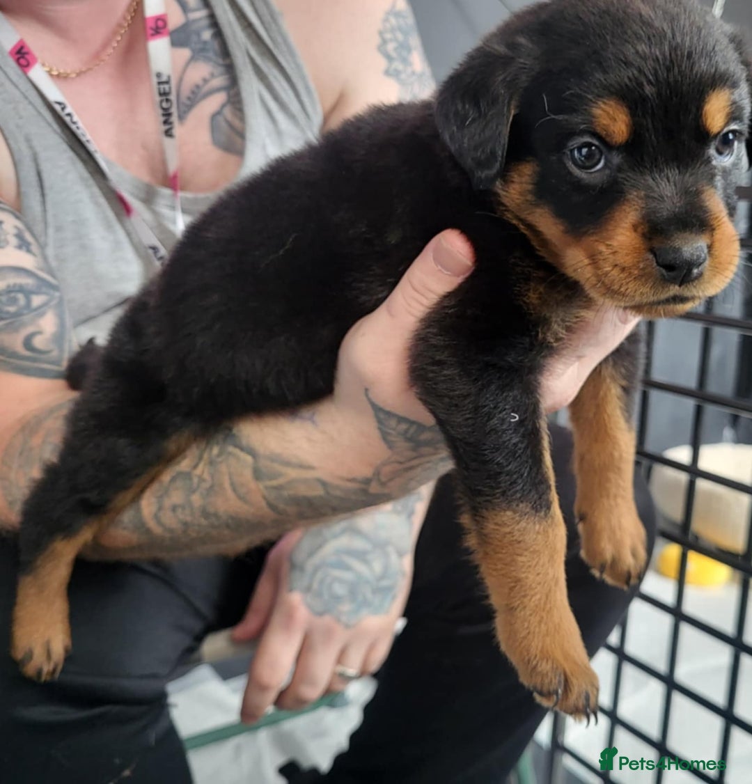 Rottweiler dogs for sale: Stunning rottweiler puppies  - Image 7