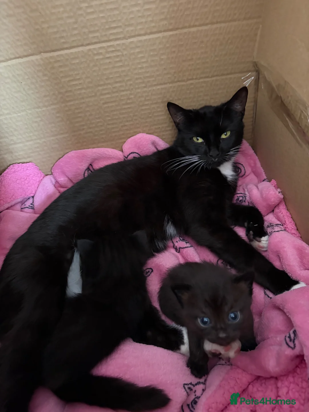 British Shorthair cats for sale: British shorthair X Siamese Kitten - Advert 1