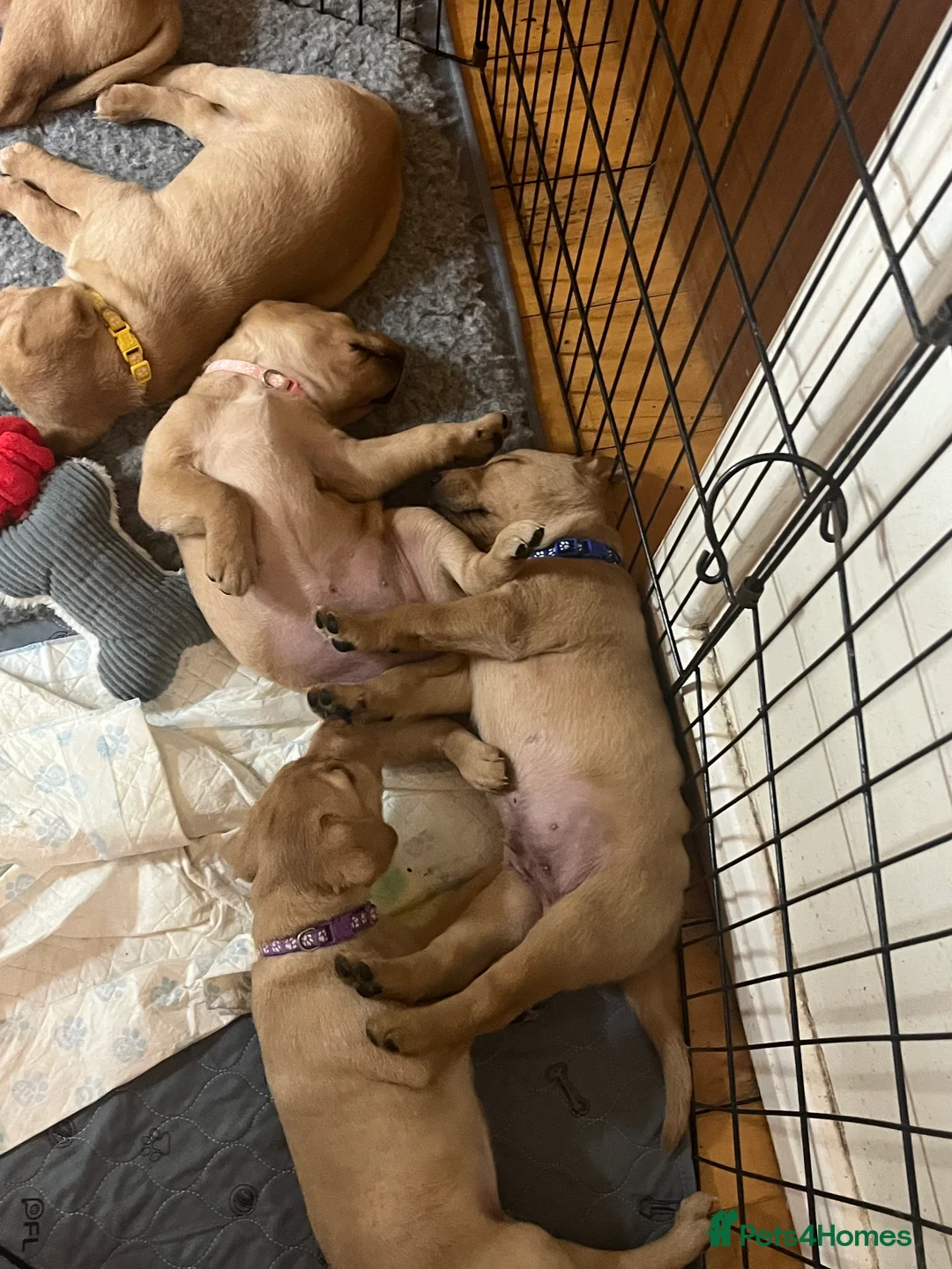 Labrador Retriever dogs for sale: Labrador Puppies - last remaining one  - Advert 12