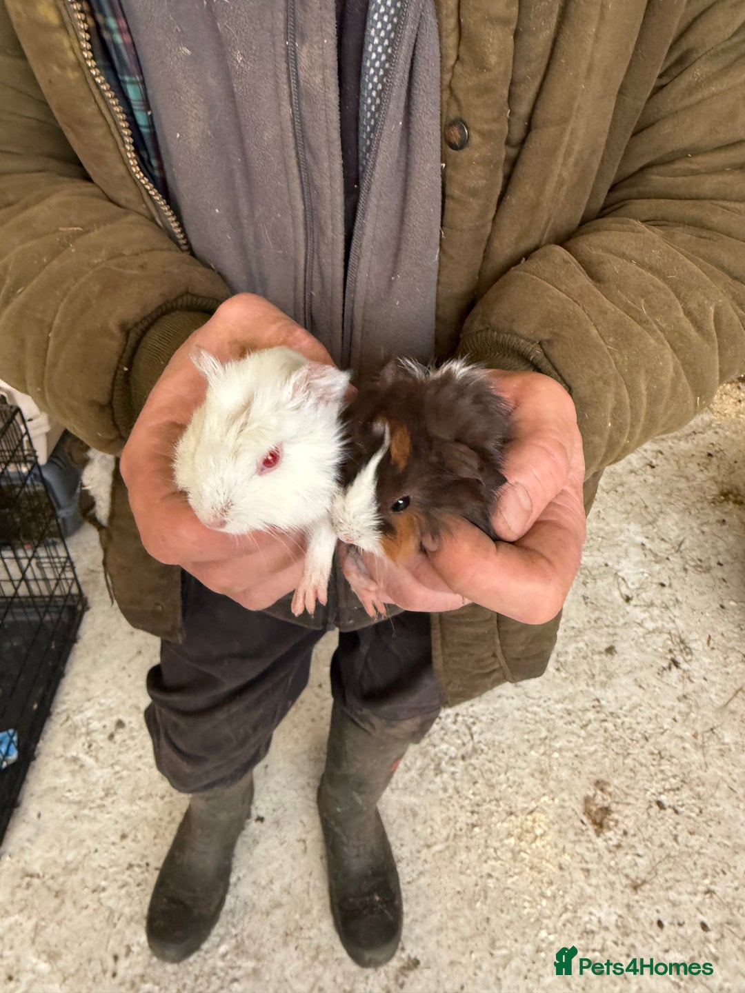 Guinea Pig rodents for sale: 2 stunning guinea pigs  - Advert 2