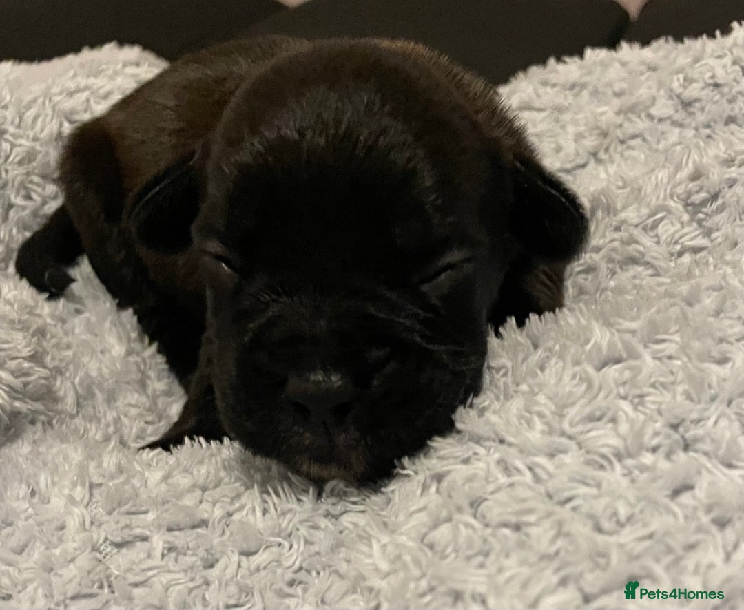 Mixed Breed dogs for sale: READY FOR THERE FOREVER HOMES 1 GIRL & - BOY  - Advert 29