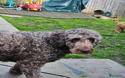 Double Doodle dogs for sale: Springfield Doodles  - Image 6