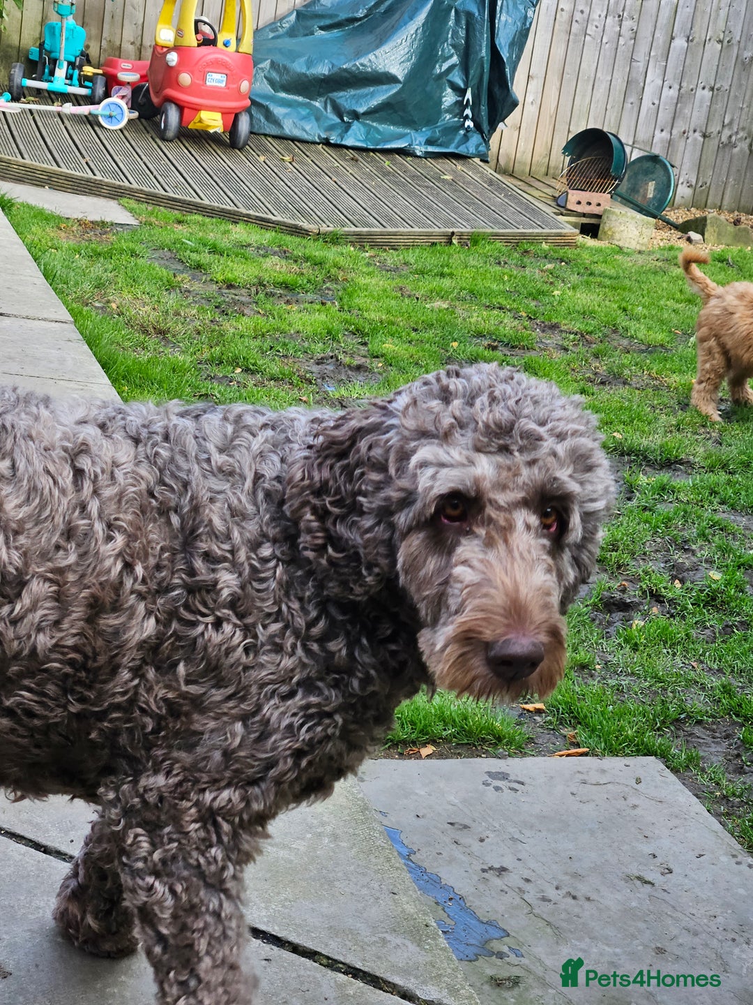 Double Doodle dogs for sale: Springfield Doodles  - Image 6