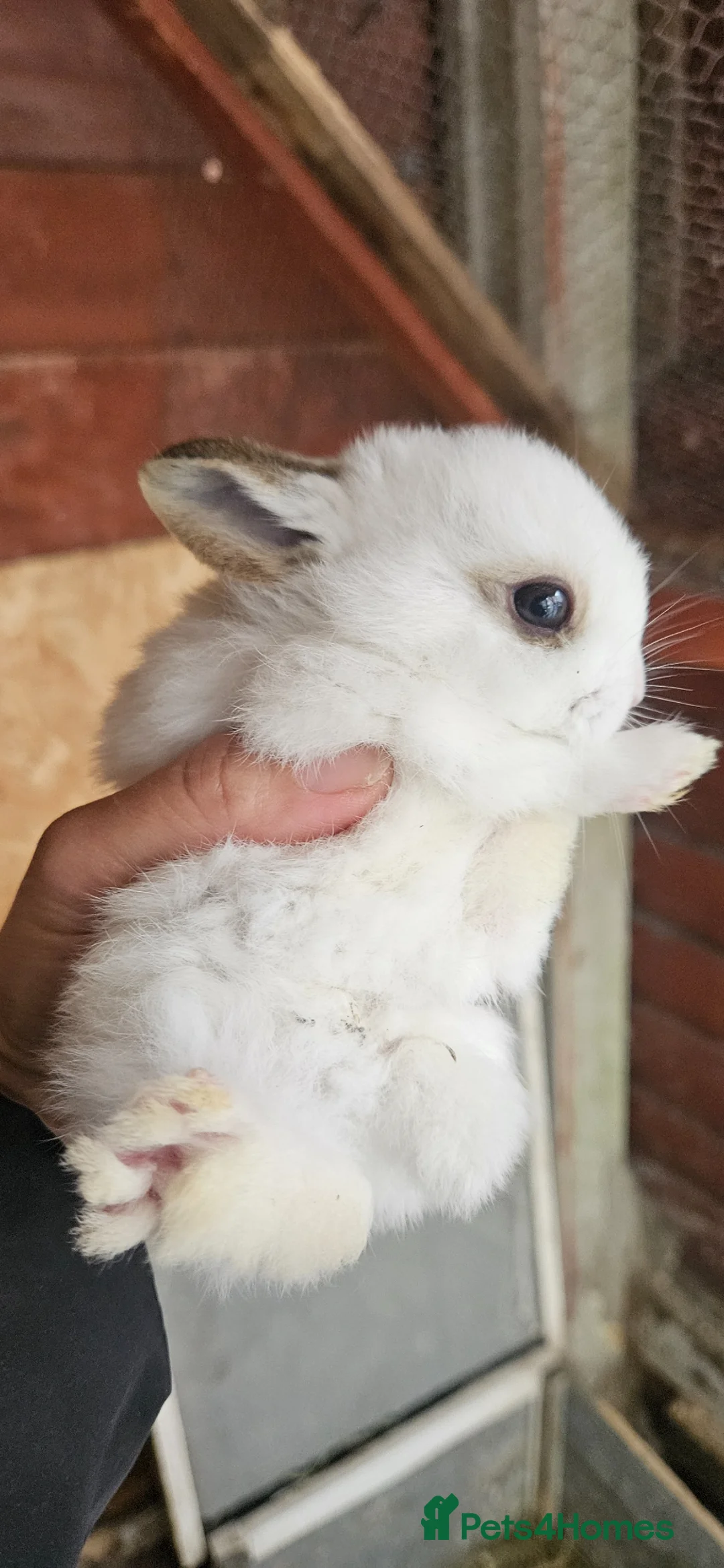 Mixed Breed rabbits for sale: They are mix Rex and Dutch  - Advert 20