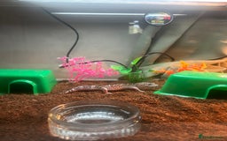 Gecko reptiles for sale: Juvenile snow Leopard geko - Image 1
