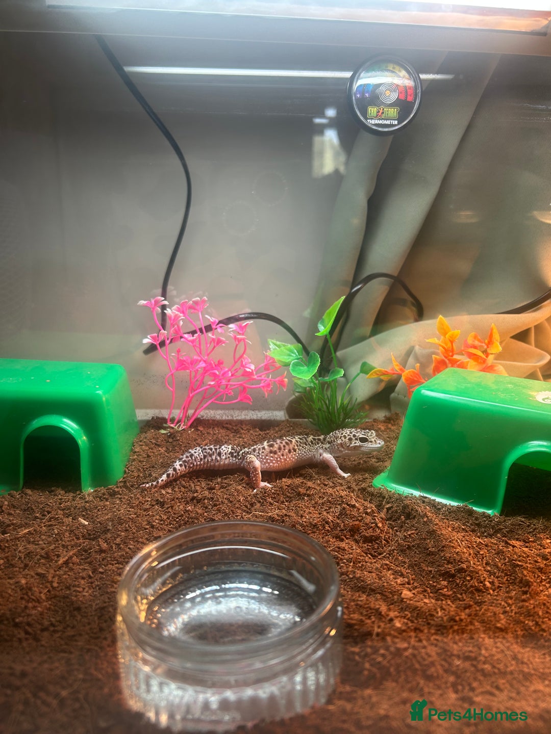 Gecko reptiles for sale: Juvenile snow Leopard geko - Image 1