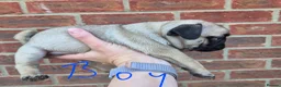 Pug dogs for sale: Pugs Puppies for sale - Advert 10