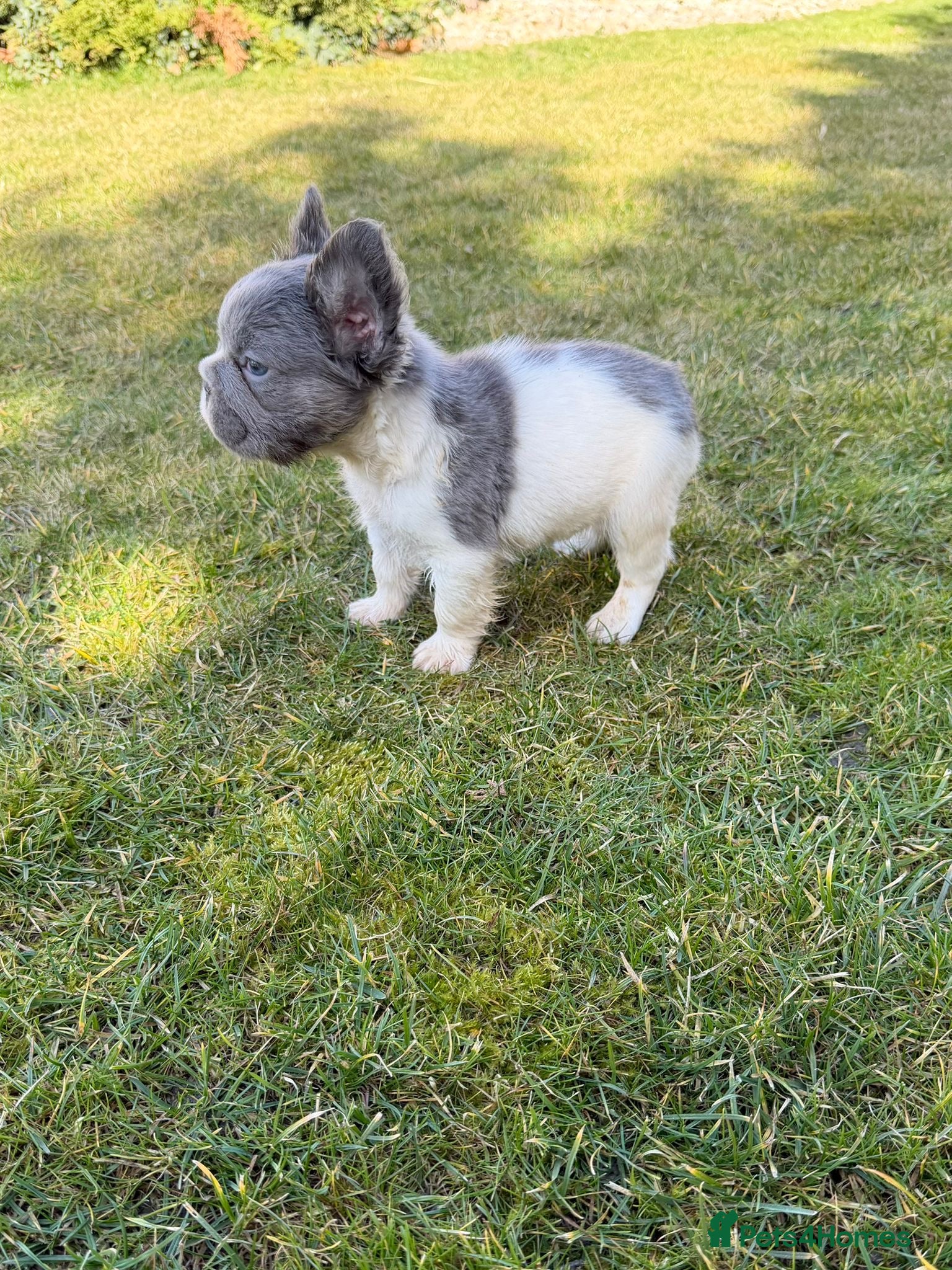 French Bulldog dogs ❤️ beautiful fluffy French bulldog puppies 🐶  - Advert 3