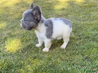French Bulldog dogs ❤️ beautiful fluffy French bulldog puppies 🐶 - Advert 3