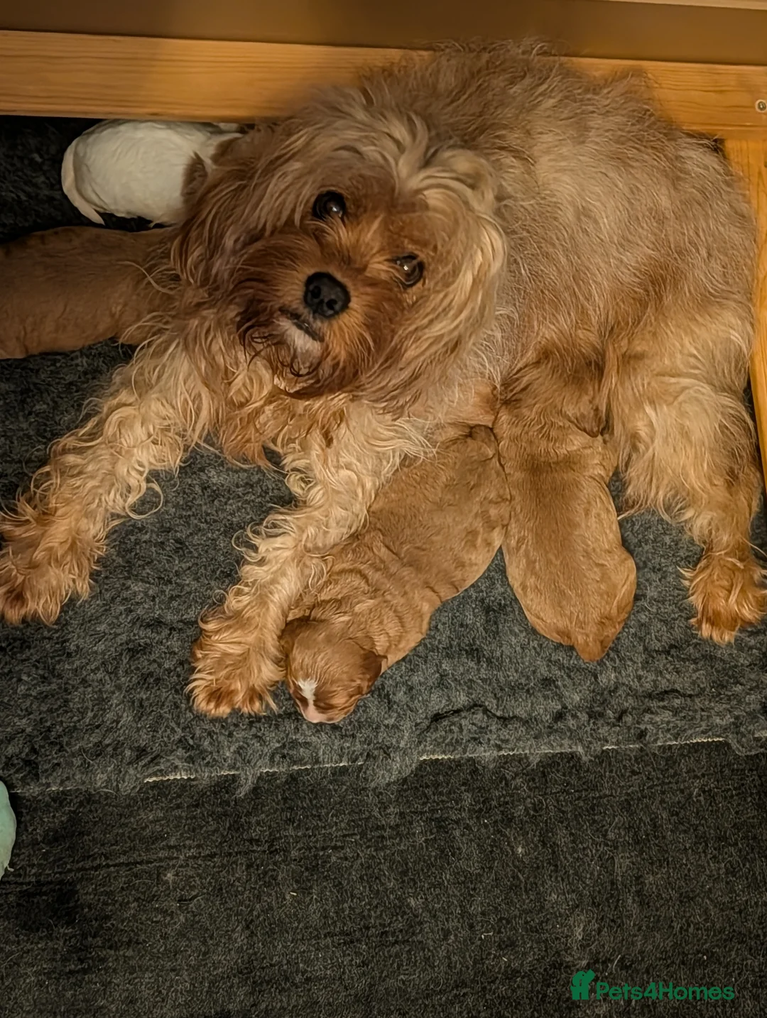 Cavapoo dogs for sale: F2 Cavapoo Puppies  in Norwich - Advert 39