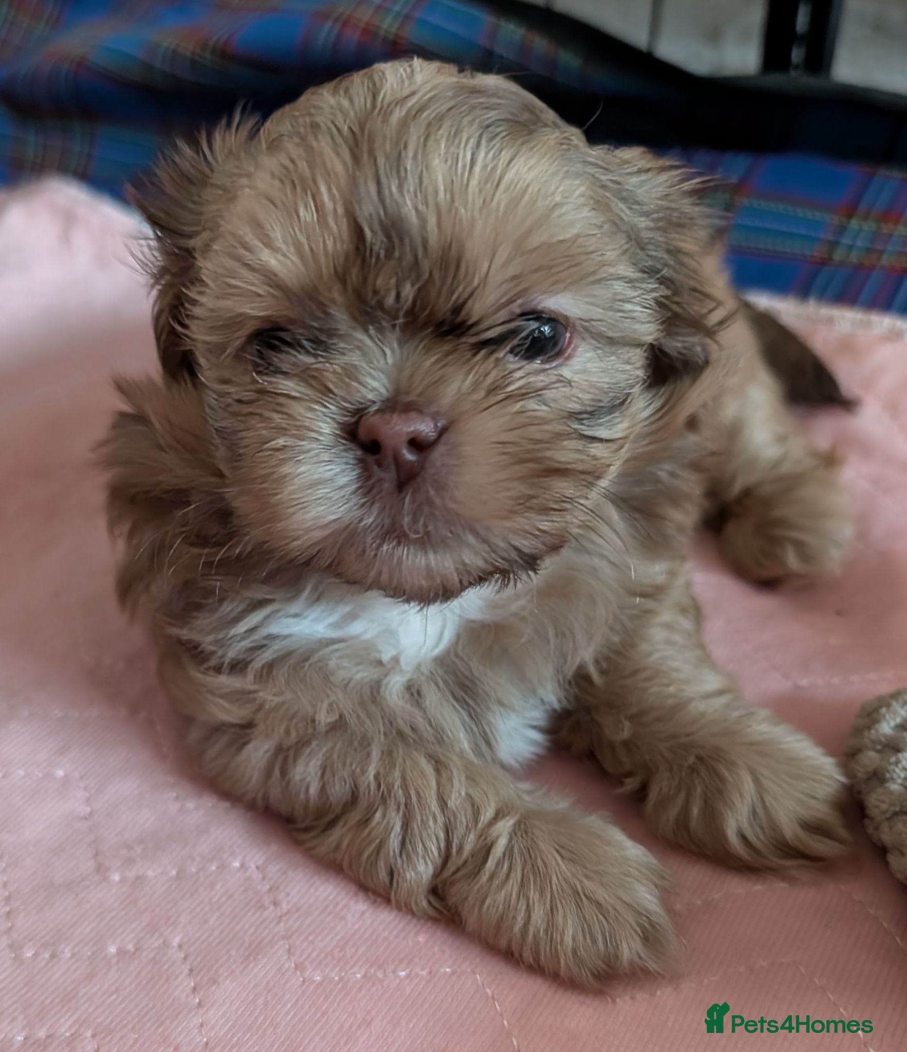 Shih Tzu dogs Imperial karashishi shitzu puppies  - Advert 3