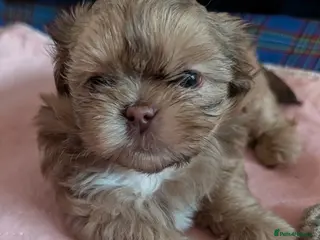 Shih Tzu dogs Imperial karashishi shitzu puppies - Advert 3