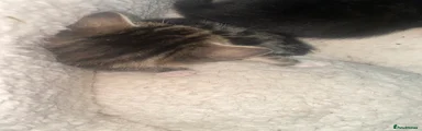 Mixed Breed Kitten 4