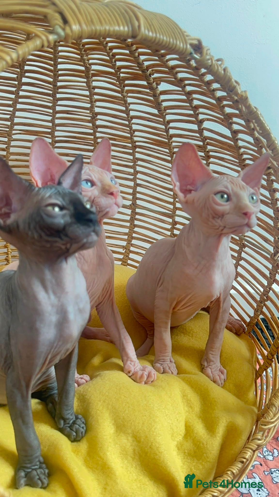 Sphynx cats Beautiful Canadian Sphynx Kittens Available 💎 - Advert 1
