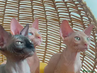 Sphynx cats Beautiful Canadian Sphynx Kittens Available 💎 - Advert 1