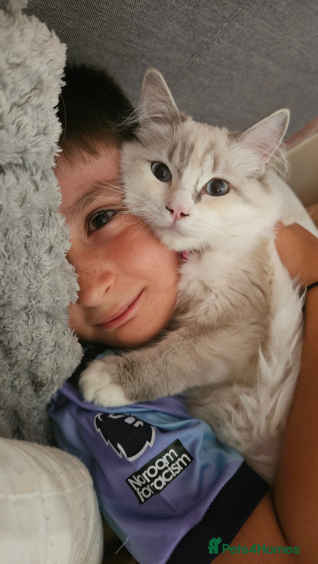 Ragdoll cats for sale: Beautiful Blue Eye, White Female Ragdoll - Image 22