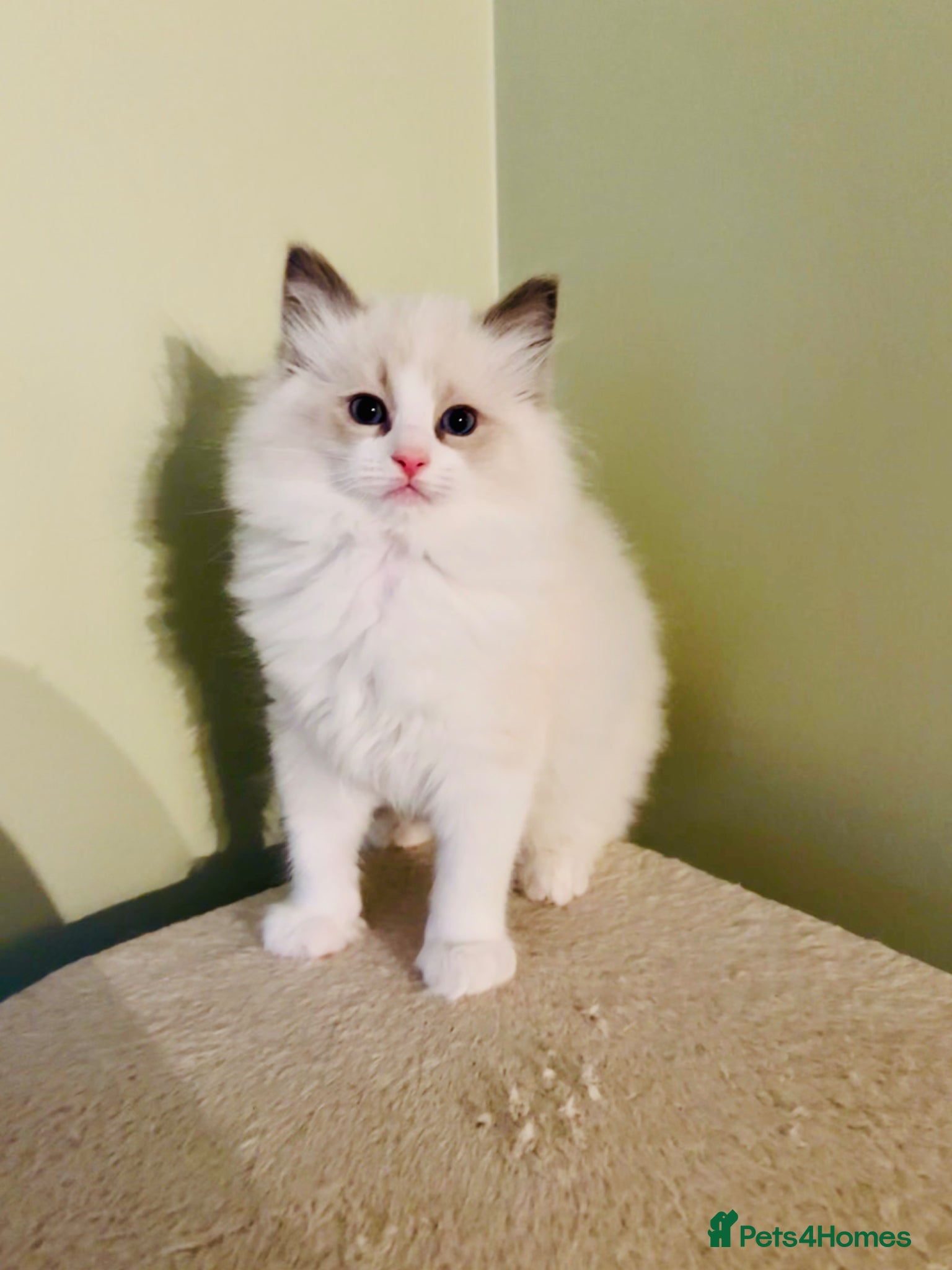 Ragdoll cats PUREBRED RAGDOLL KITTENS *INC VACS & INSURANCE* - Advert 1