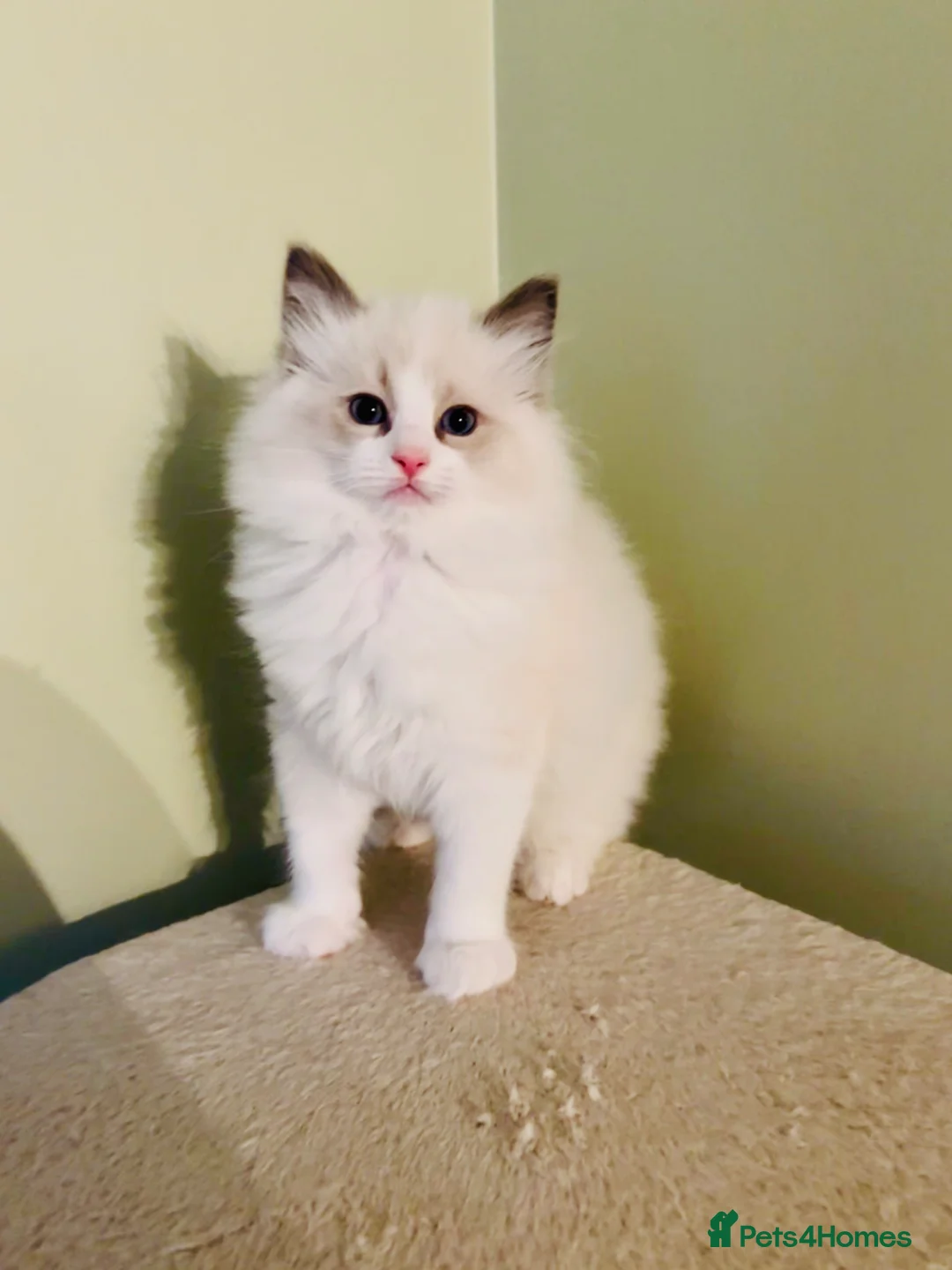 Ragdoll cats for sale: PUREBRED RAGDOLL KITTENS *INC VACS & INSURANCE* - Advert 1