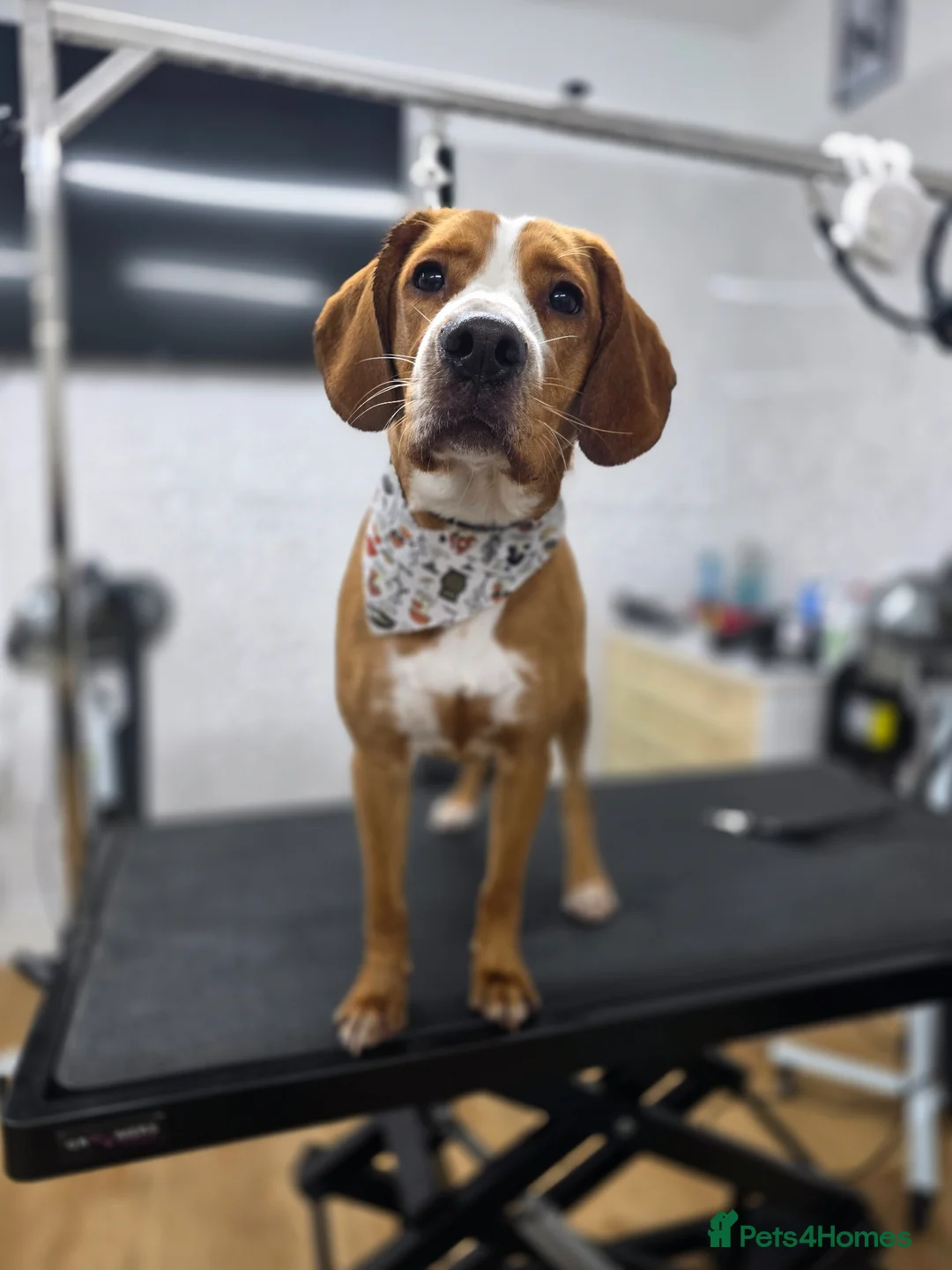 Mixed Breed dogs for sale: Reggie - Advert 5