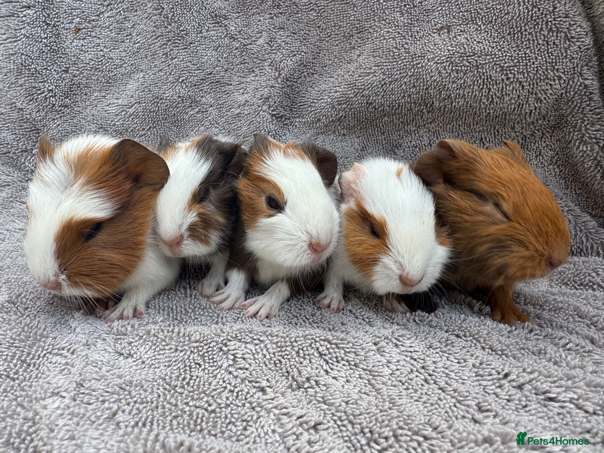 Guinea Pig rodents Boar guinea pigs - Advert 2