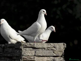 Doves birds in Richmond - Advert 9