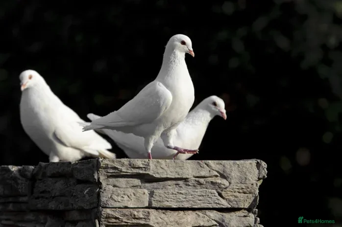 Doves birds for sale in Richmond - Advert 4