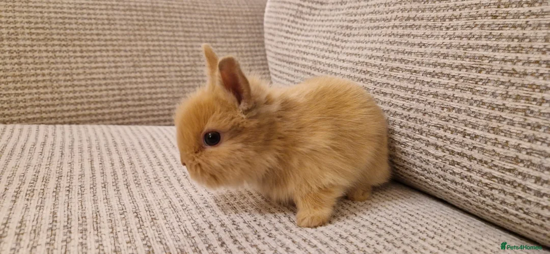 Lionhead rabbits for sale: Purebred Lionhead babies - Advert 2