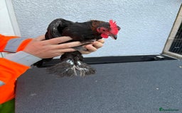 Chickens poultry for sale: Cockerels - Image 10