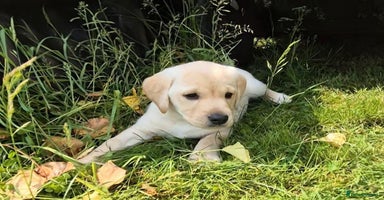Labrador Retriever dogs - Advert 16