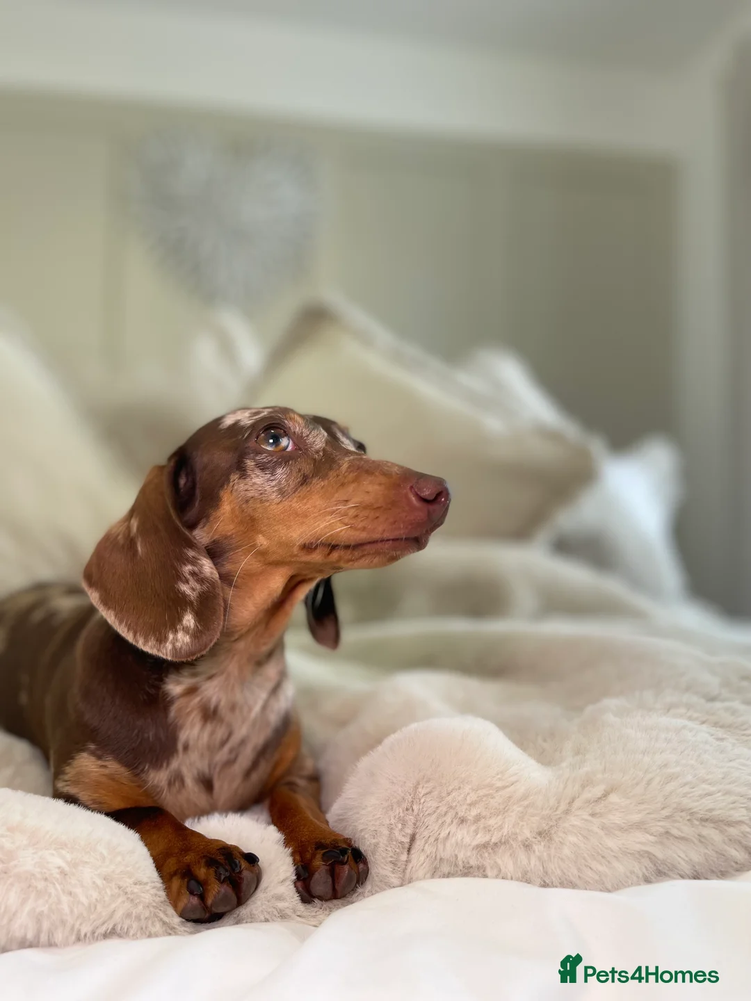 Miniature Dachshund dogs for sale: Kennel club Miniature Dachshund PRA Clear  - Advert 2