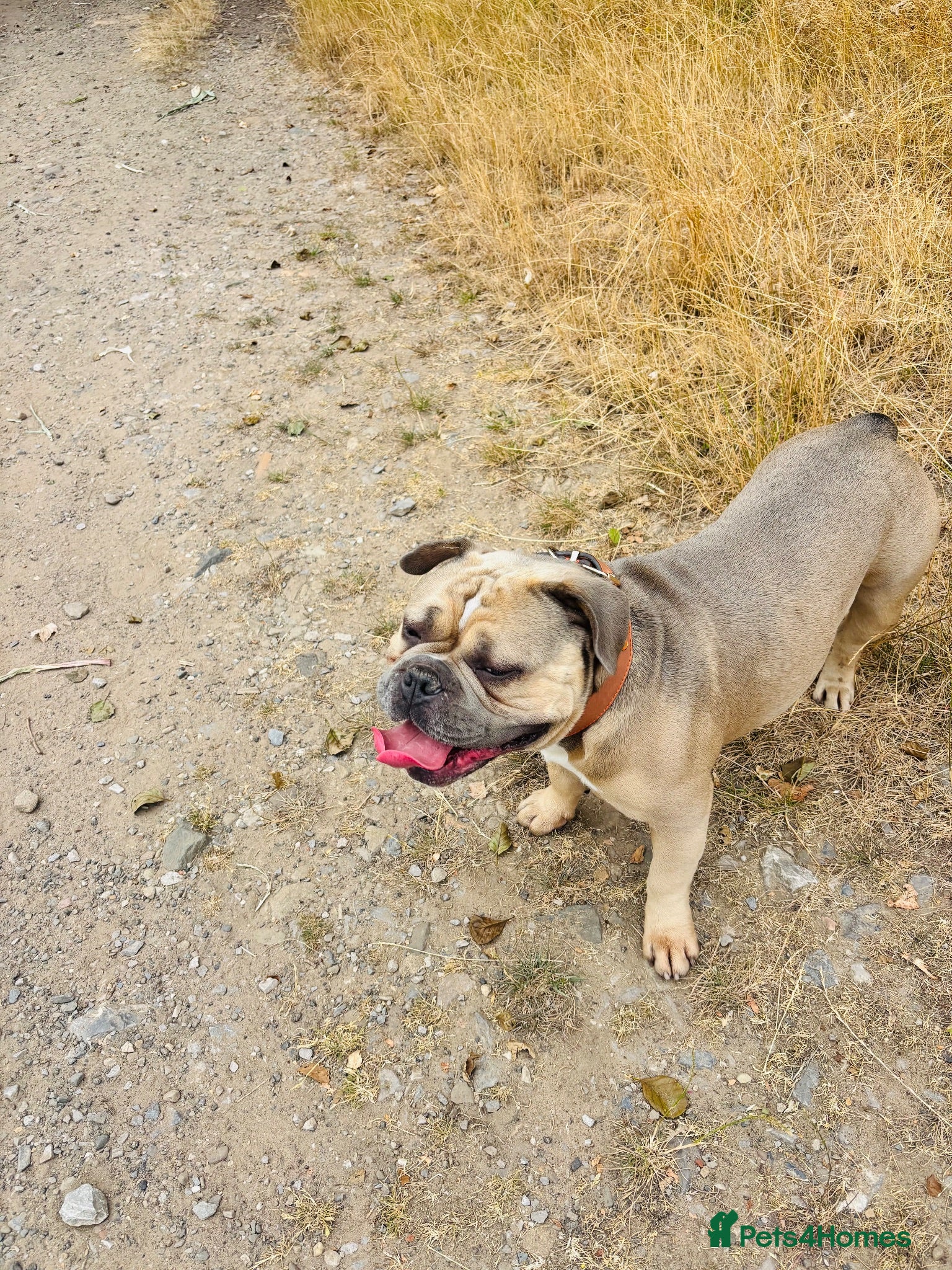Mixed Breed dogs Stan. Micro Bully x French bulldog - Advert 1