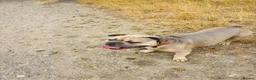 Mixed Breed dogs for sale: Stan. Micro Bully x French bulldog in Widnes - Advert 1