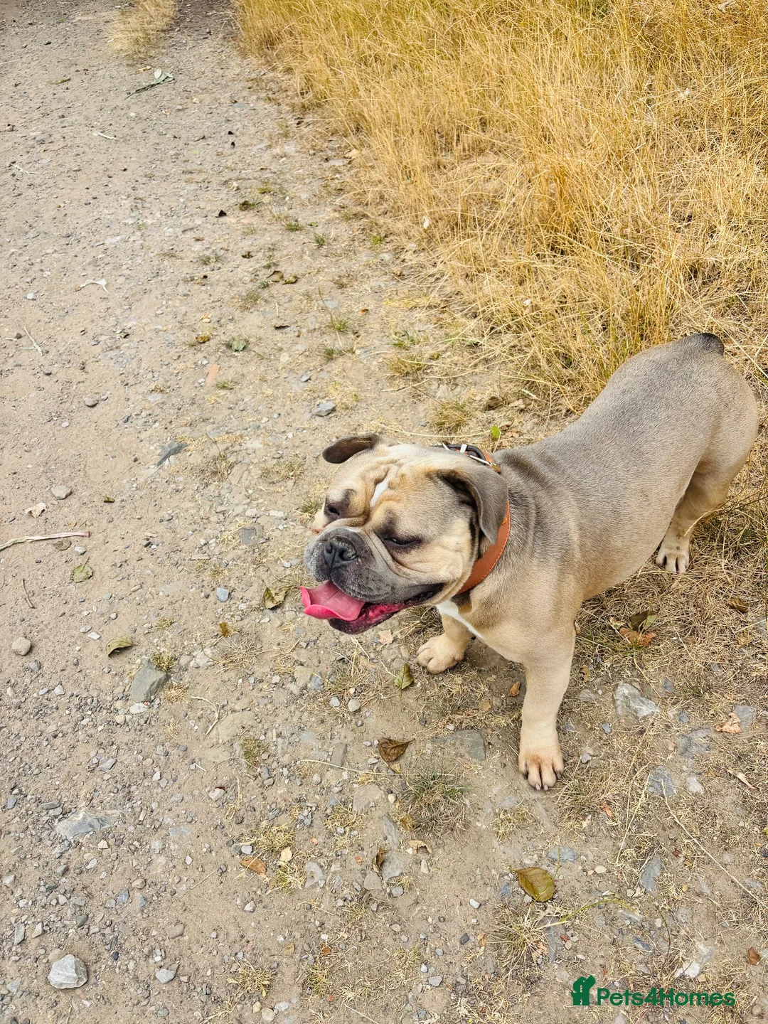 Mixed Breed dogs for sale: Stan. Micro Bully x French bulldog in Widnes - Advert 1