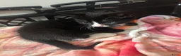 Mixed Breed cats for sale: 4 kittens all very different from each other  - Advert 12