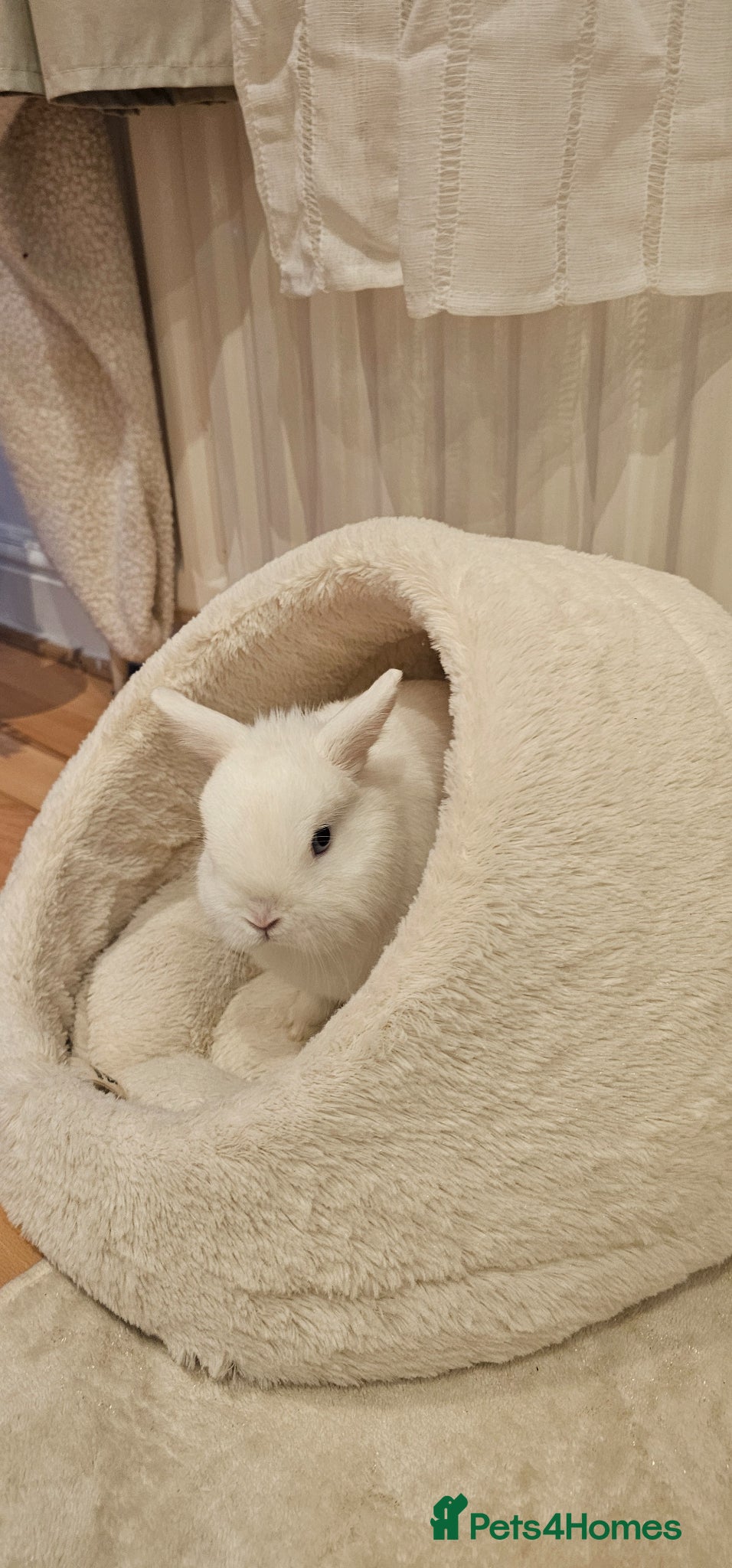 Netherland Dwarf rabbits Netherland dwarf rabbit  - Advert 1