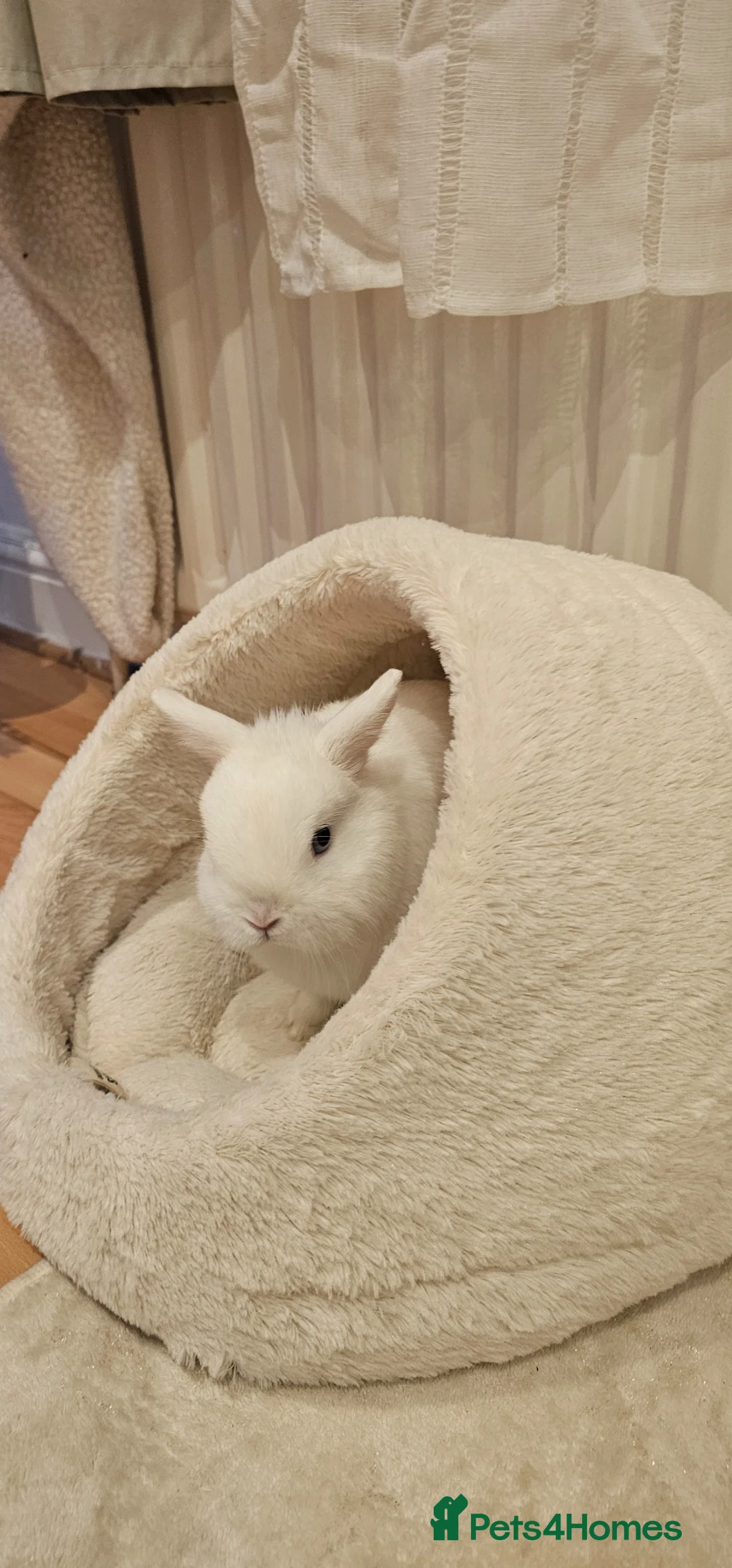 Netherland Dwarf rabbits for sale: Netherland dwarf rabbit  in Gravesend - Advert 1