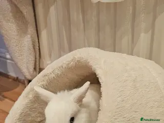 Netherland Dwarf rabbits Netherland dwarf rabbit - Advert 11