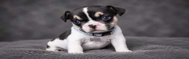 French Bulldog Puppy 3