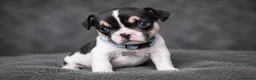 French Bulldog dogs for sale: ✨ Stunning French Bulldog Puppies Available ✨ in Bromsgrove - Advert 5